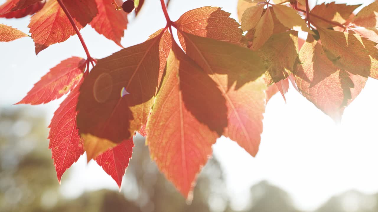 ⁇ 드헬드 비디오 는  ⁇  에 있는 가을 잎 들 을 보여 준다