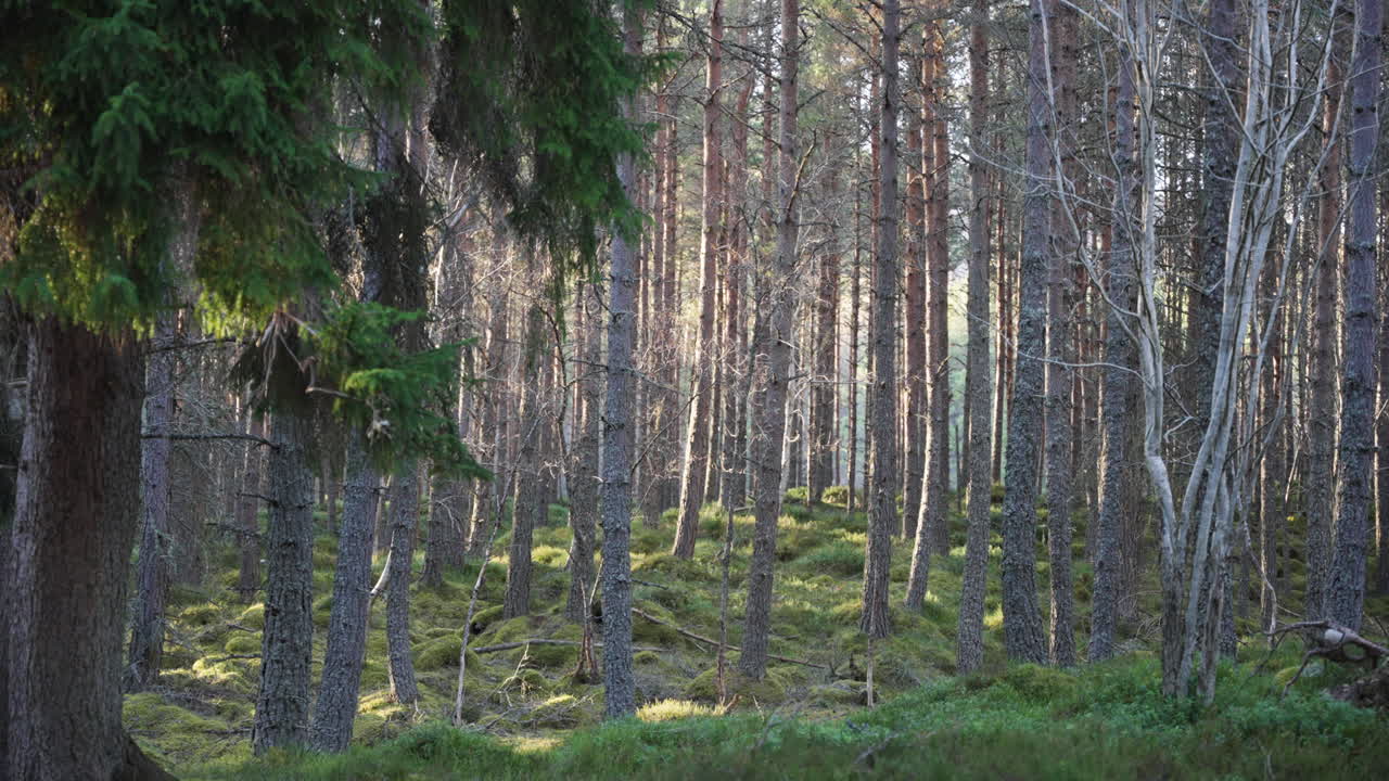 Elokuvamainen kuva tiheästä metsästä, jossa on pitkiä, ohuita mäntyjä ja rehevä vihreä sammalpohja. Täydellinen luontodokumentteihin, ympäristöaiheisiin ja ulkoiluseikkailusisältöön.