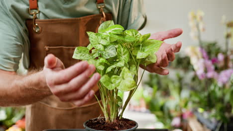 jardinero con una planta de calathea