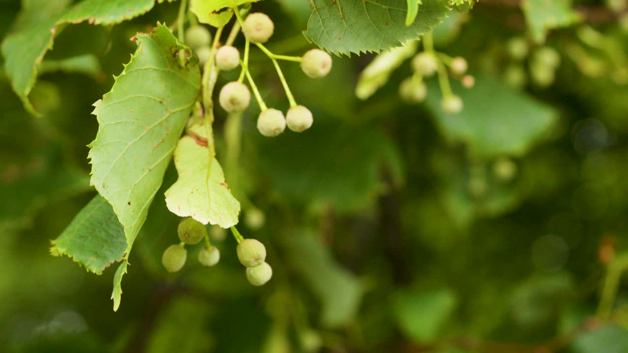 Close-up of Tilia cordata branches and seeds moving in soft, natural daylight wind outdoors