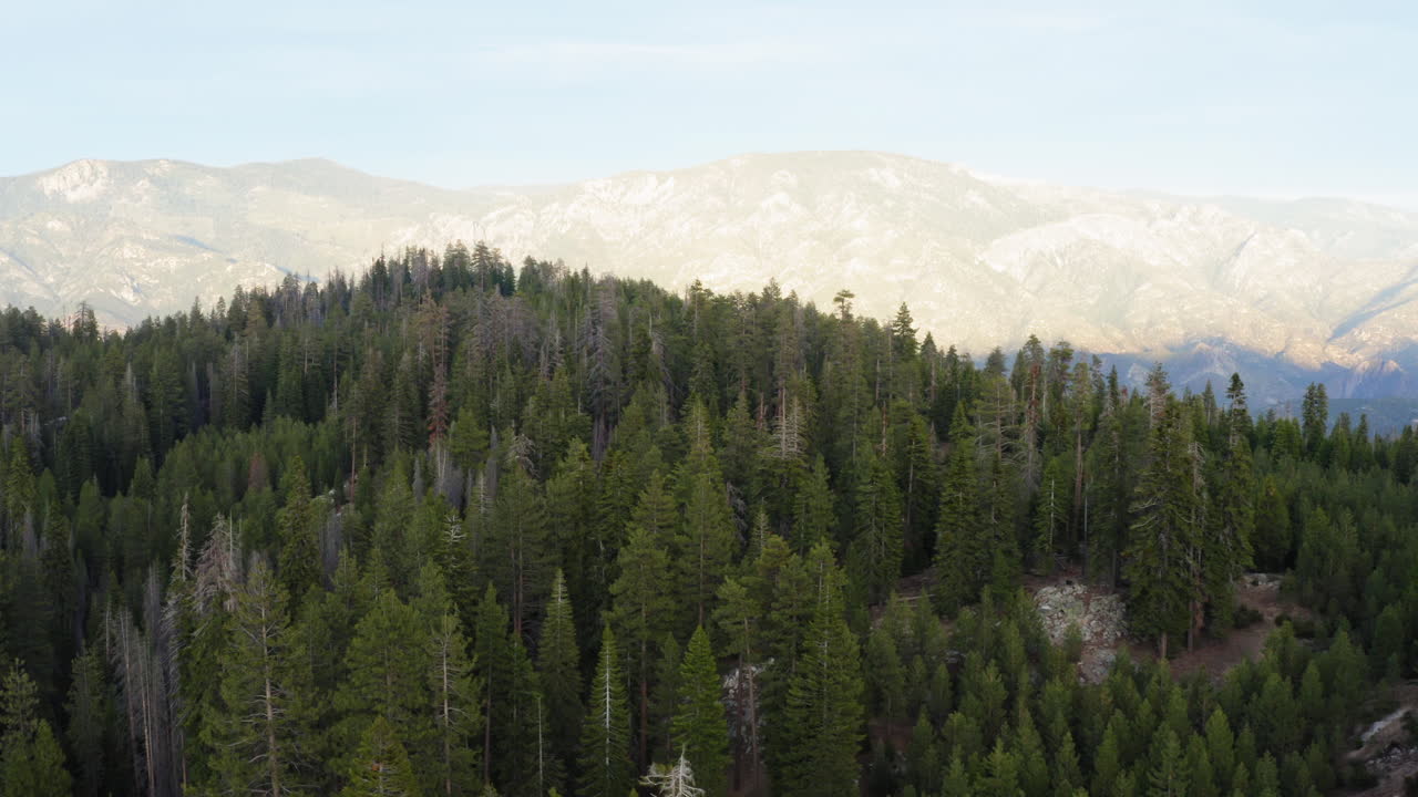 un denso bosque de pinos verdes cubre la zona montañosa en sombras al atardecer