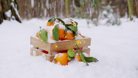 winter oranges in snow