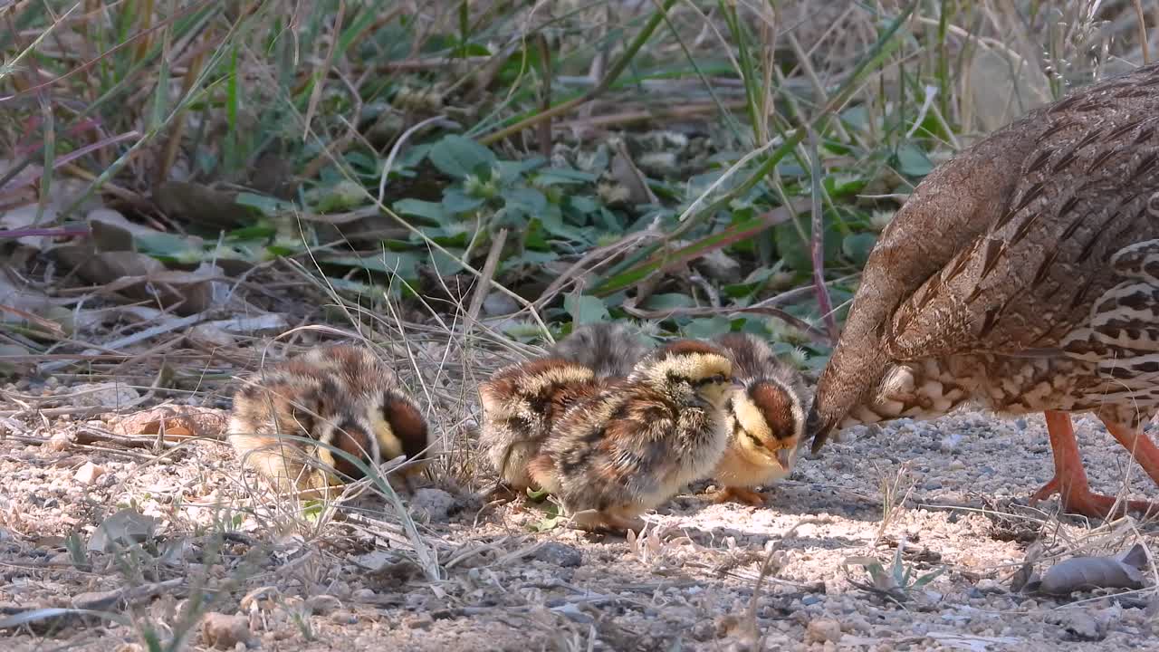 Natal spurfowl bird hatchling eating wildlife Kruger National Park South Africa