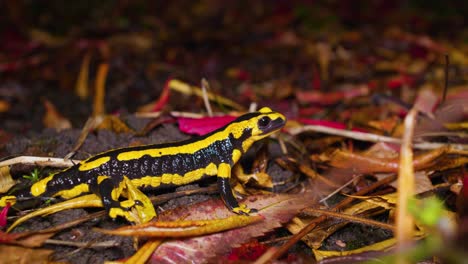 4k footage of a black and yellow salamander walking around in the garden at night