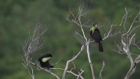 Toucans-Perched-on-Dry-Branches