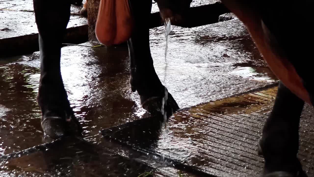 A cow urinating in an open farm field, captured in detail to depict natural livestock behavior, rural farm life, and agricultural environment. Perfect for educational or documentary purposes