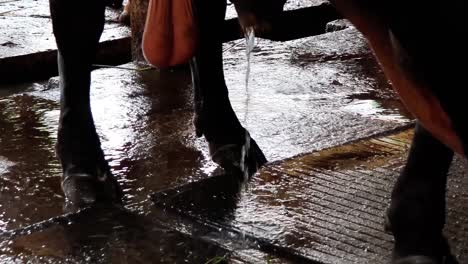 a cow urinating in an open farm field, captured in detail to depict natural livestock behavior, rural farm life, and agricultural environment. perfect for educational or documentary purposes