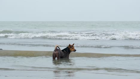 following a stray dog refreshing in ocean water with waves