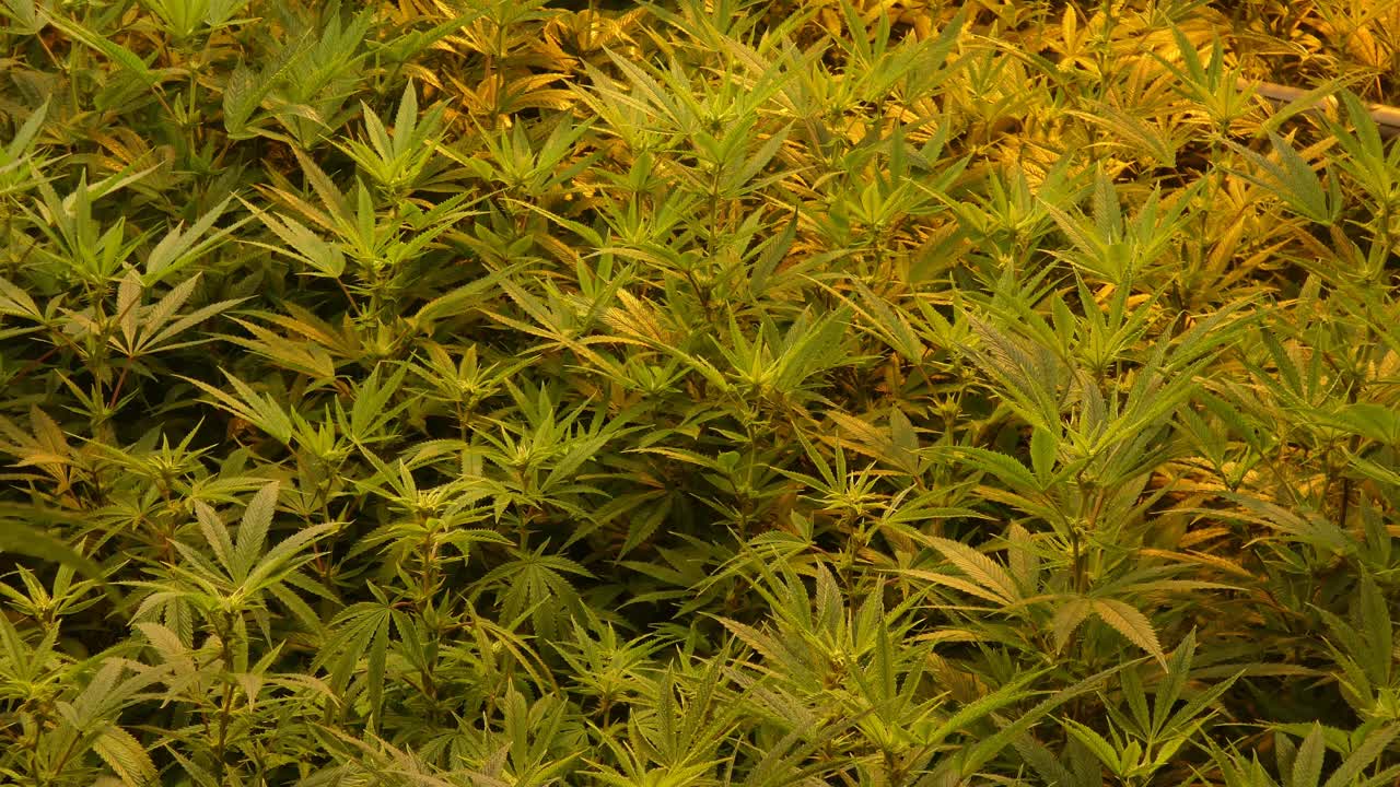 se hizo zoom en la toma de muchas plantas de cannabis verdes de interior