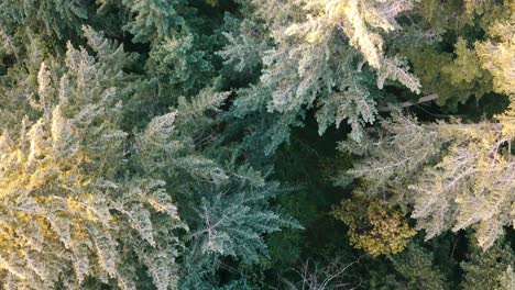 drone shot flying over coniferous tree tops looking down