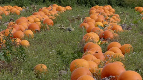 pumpkins lined up in a field ready for harvest