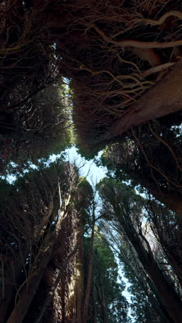 looking up at a dense forest canopy