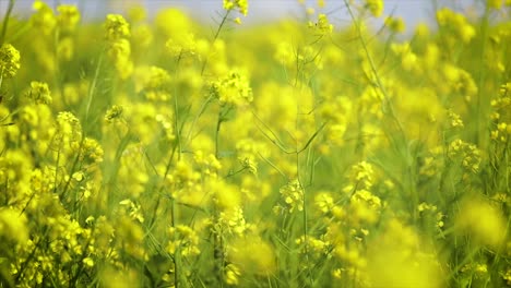 mustard flowers. mustard – mystical flower of happiness and health.