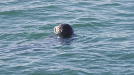 Foca-De-Puerto-En-Agua-De-Mar,-Girando-La-Cabeza-Para-Mirar-Hacia-Atrás