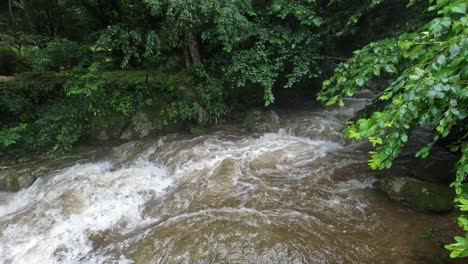 el agua furiosa de los rápidos de los ríos de montaña en el bosque salvaje en un día lluvioso