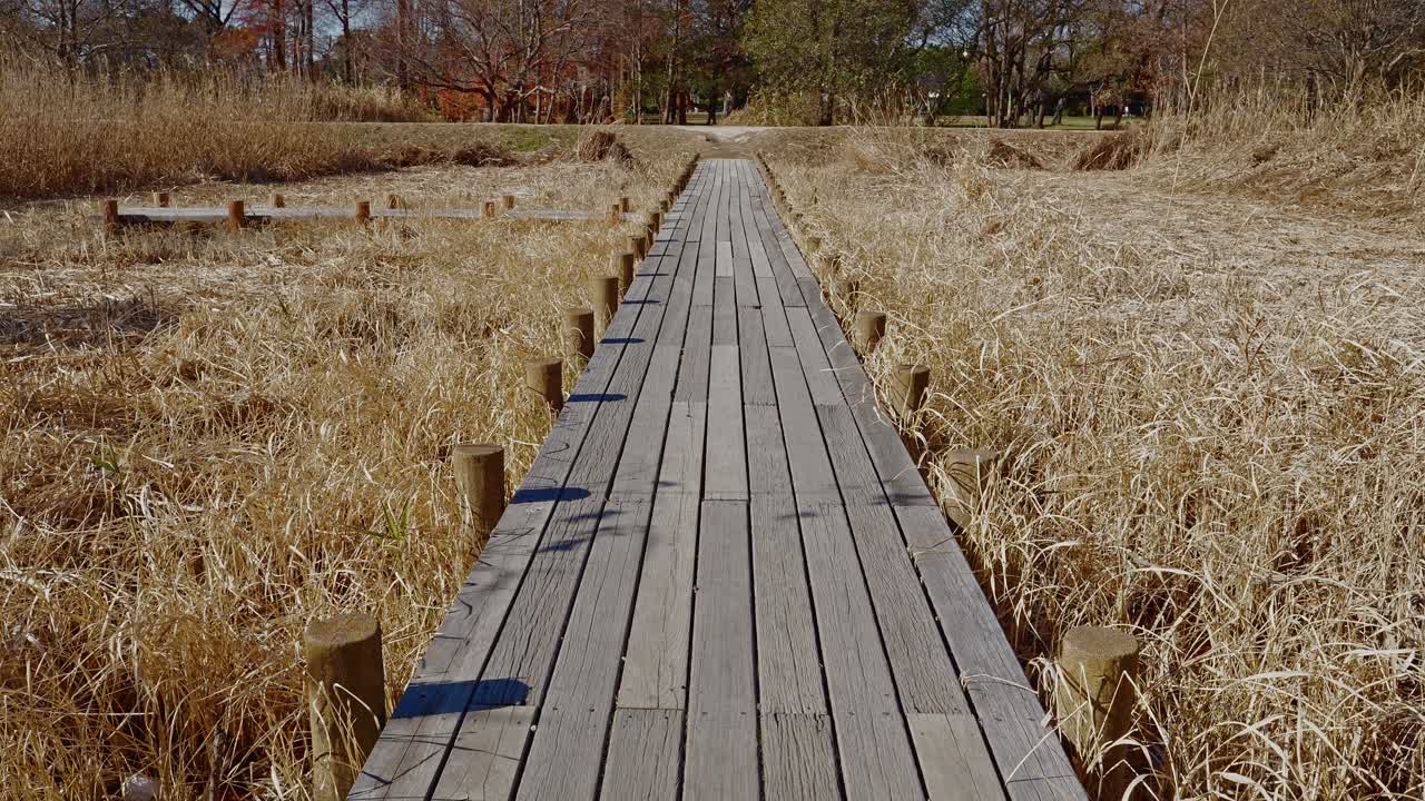 A straight wooden boardwalk provides a dramatic leading line through the golden dried grasses of Mizumoto Park’s wetlands in late autumn
