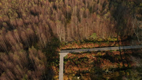 autumnal trees around wooden walkway at fagne du rouge ponce in saint-hubert, belgium