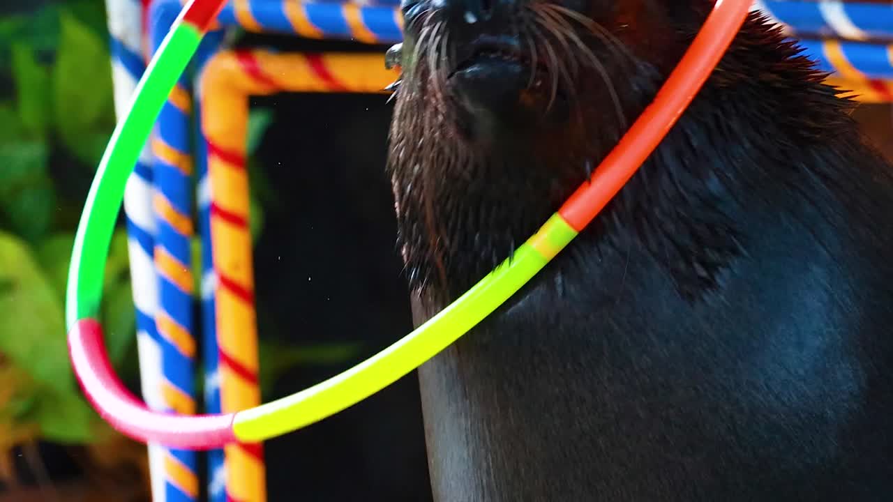 A sea lion skillfully balances vibrant hoops in a zoo enclosure, showcasing its playful nature and agility.