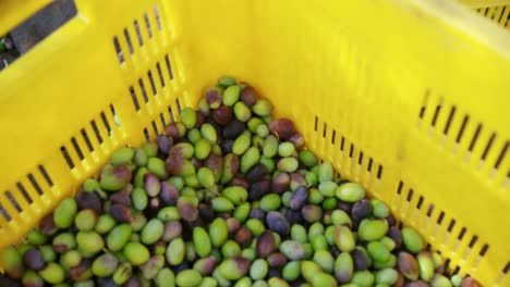 primer plano de las aceitunas frescas en la caja 4k
