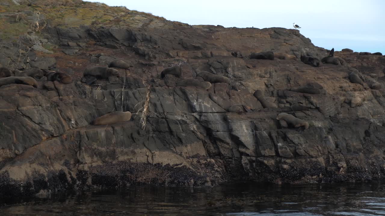 vista panorámica de una isla rocosa llena de lobos marinos y heces de cormoranes magallánicos