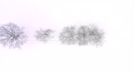 dolly shot of snow covered bare trees in a straight row at a white winter field, filmed by a drone as top shot