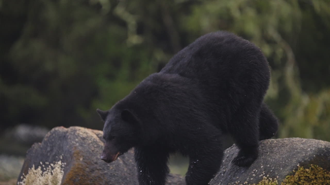 Un orso nero cammina lungo il fiume e la spiaggia in cerca di salmone da mangiare prima del letargo nella Columbia Britannica, in Canada