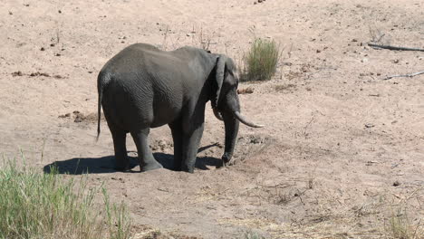 African-Elephant-drinking-water-out-of-a-hole-in-a-dry-riverbed,-Kruger-N