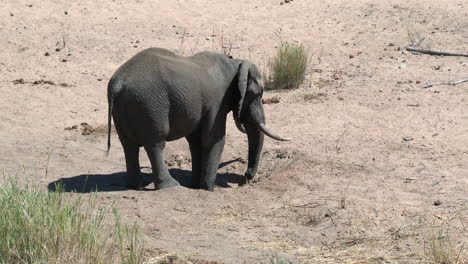 african elephant drinking water out of a hole in a dry riverbed, kruger n