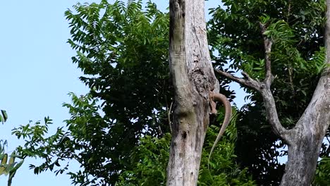 El-Lagarto-Monitor-Nublado-Se-Encuentra-En-Tailandia-Y-Otros-Países-De-Asia