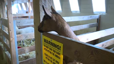 goats in a pin saying hi