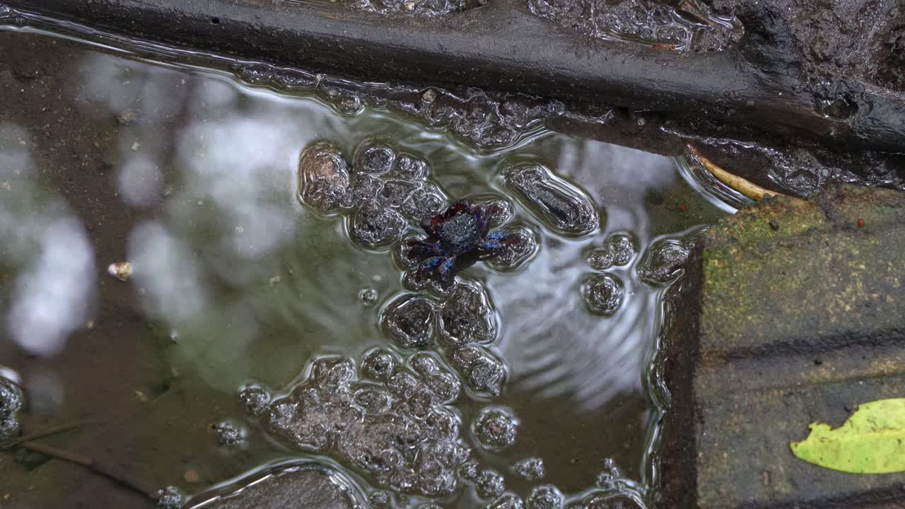A Face-banded Crab forages for food in the shallow pool of water in mangrove wetlands, captured in a close-up shot during the low tide period