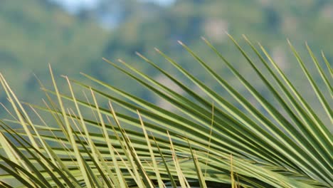 large leaves of the palm in marmaris