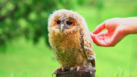 footage of a wild baby owl or owlet that has been lost and seek shelter with humans