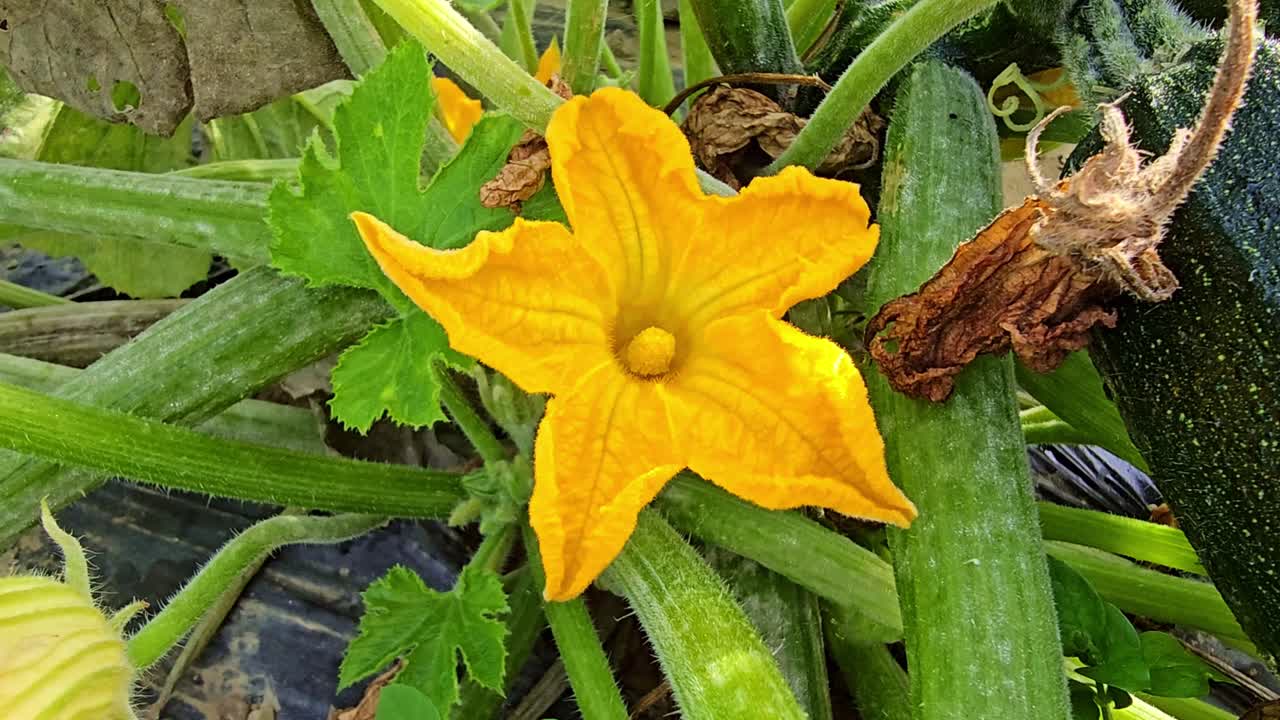 Fixed close-up showing a bright yellow zucchini flower with its green plant and a zucchini visible on the side