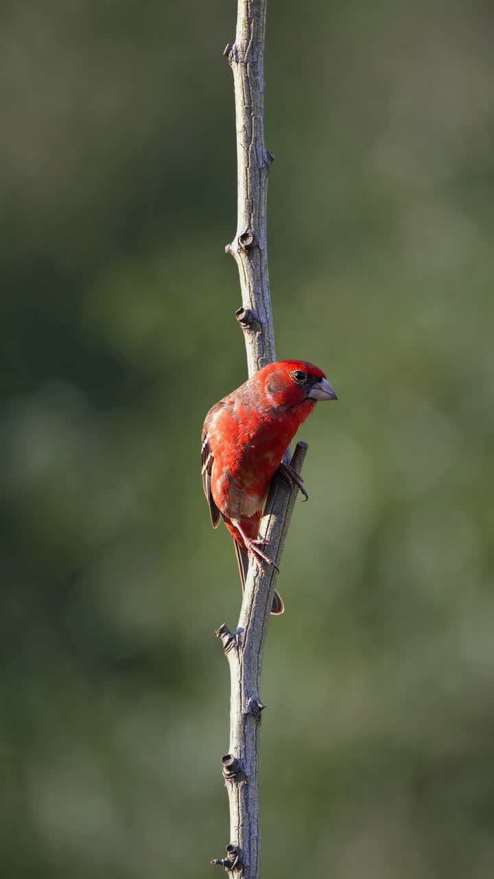 Vibrant red finch balancing delicately on slender tree branch, gently shifting position with soft green background blending harmoniously in natural woodland setting