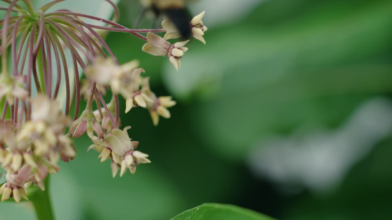 Close-up view when a bee pollinate white flowers, North America, Quebec, Montreal, Canada.
