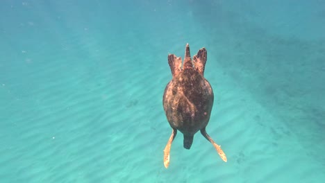 giant green sea turtle diving beneath the crystal clear blue waters of oahu, hawaii