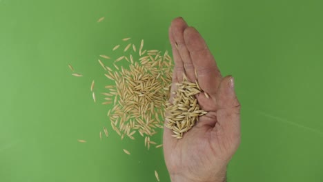 farmer in the palm holds oat grains. pile of grains from a hand fall down on a green background. top view.