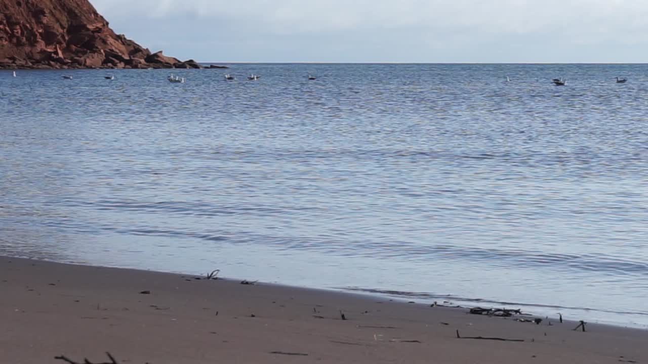 해변과 절벽 근처의 물 위에 떠 있는 갈매기