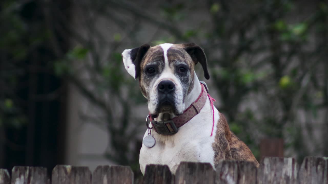 perro boxeador blanco y marrón mirando a través de la vieja valla de madera