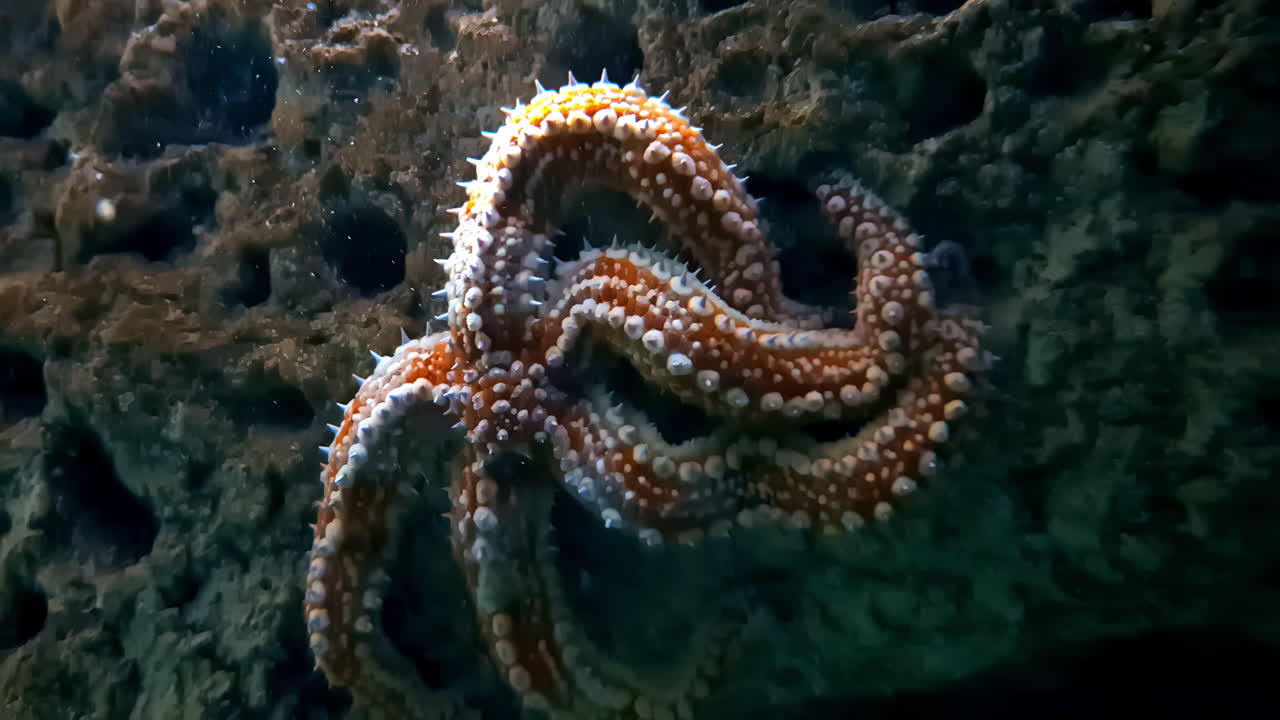 Beautiful orange starfish motionless attached to a rock
