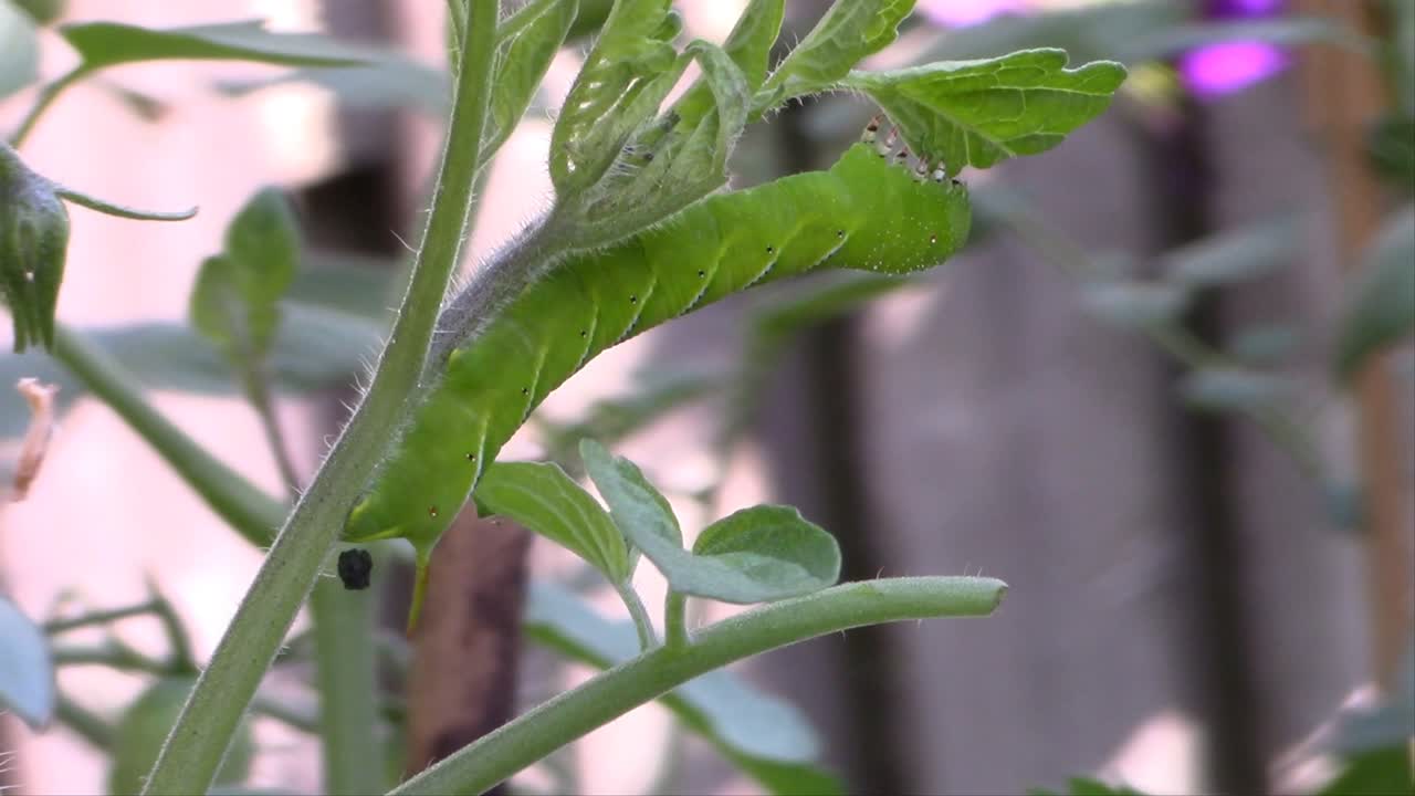 encontré a esta pequeña criatura destruyendo una de mis plantas de tomate sanas.