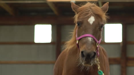 a-close-view-of-horse-head-with-the-hair-on-its-neck