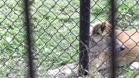 australian dingo in captivity