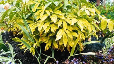 watering flower bush