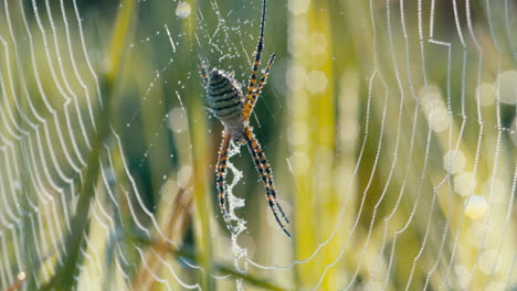 Banded-garden-spider-and-web-covered-in-morning-dew-in-a-grassy-field-during-sunrise,-static,-closeup