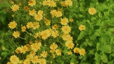 Oxeye-chamomile,-golden-marguerite-in-the-field