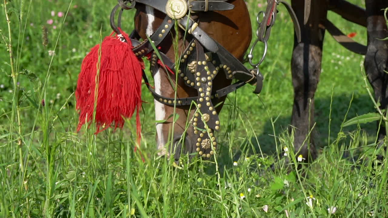 Horse with red head ornament in Bulgaria, grazing green grass in the wild. slow motion.