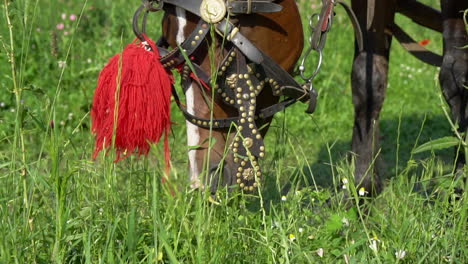 horse with red head ornament in bulgaria, grazing green grass in the wild. slow motion.