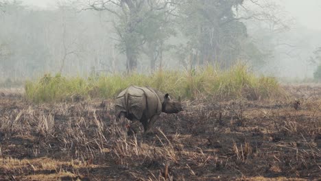 rhino rhinoceros walking around in foggy landscape scenery, bird landing on back of rhino